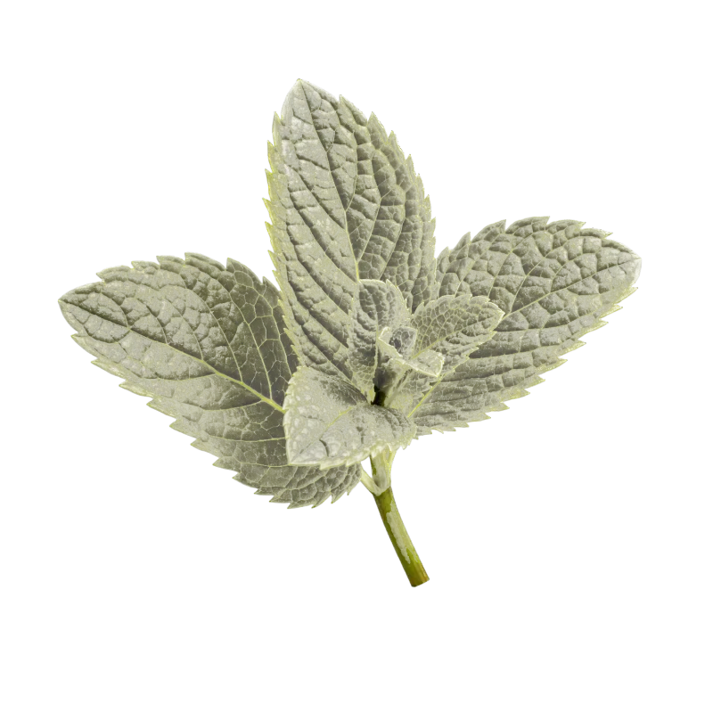 WINDBAR CHROMA WING Mint flavor card on a transparent background (WindBar.ai)